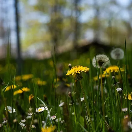 Chalet Villaggio Anemone Capanne di Sillano